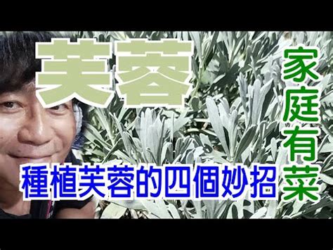 芙蓉樹風水|芙蓉種植風水：何處擺放最旺宅？